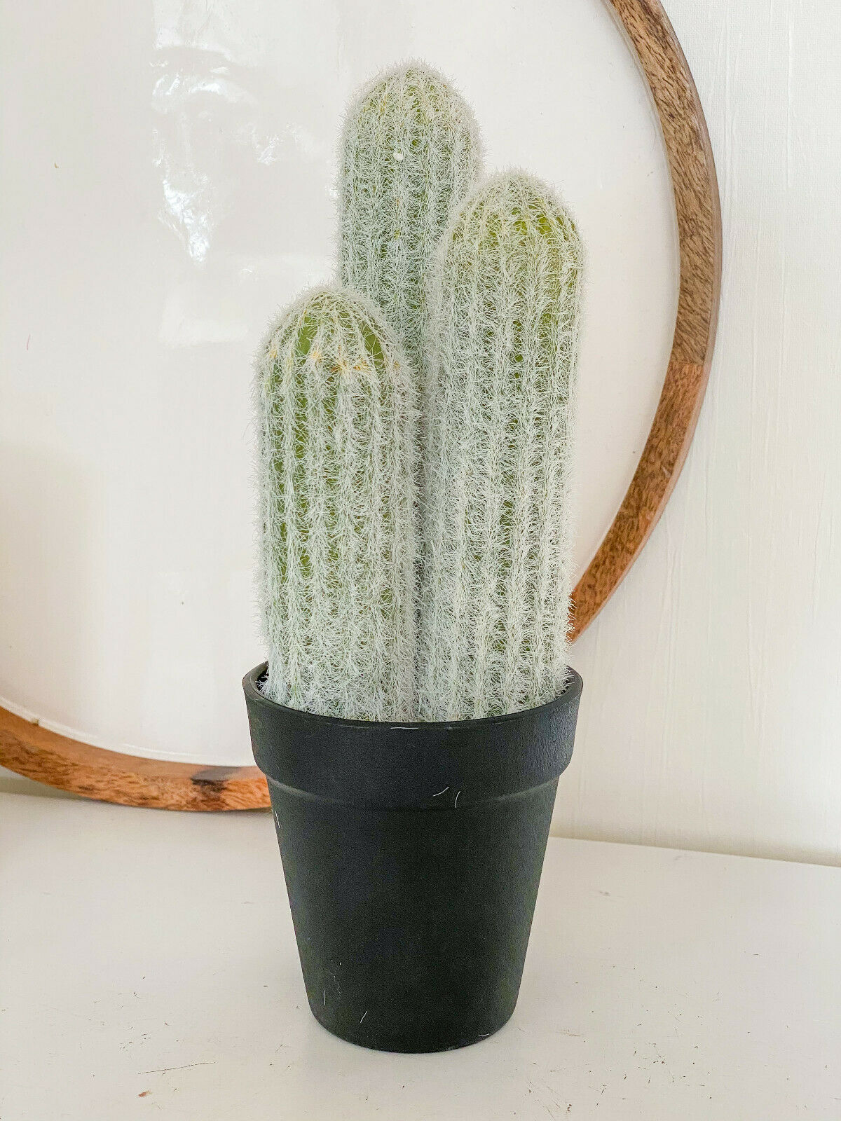 landleben-jamalto - Kaktus Kakteen im Topf